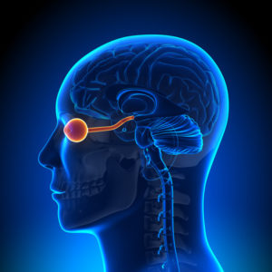 optic-nerve