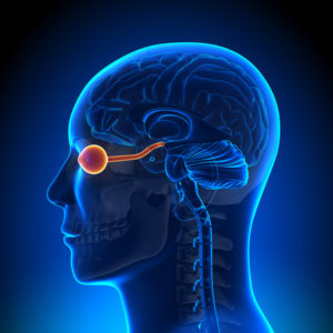optic-nerve