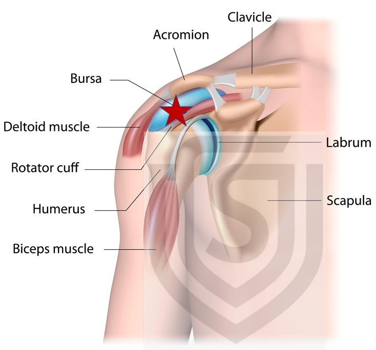 Diagram of the shoulder