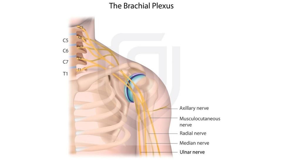 the brachial plexus