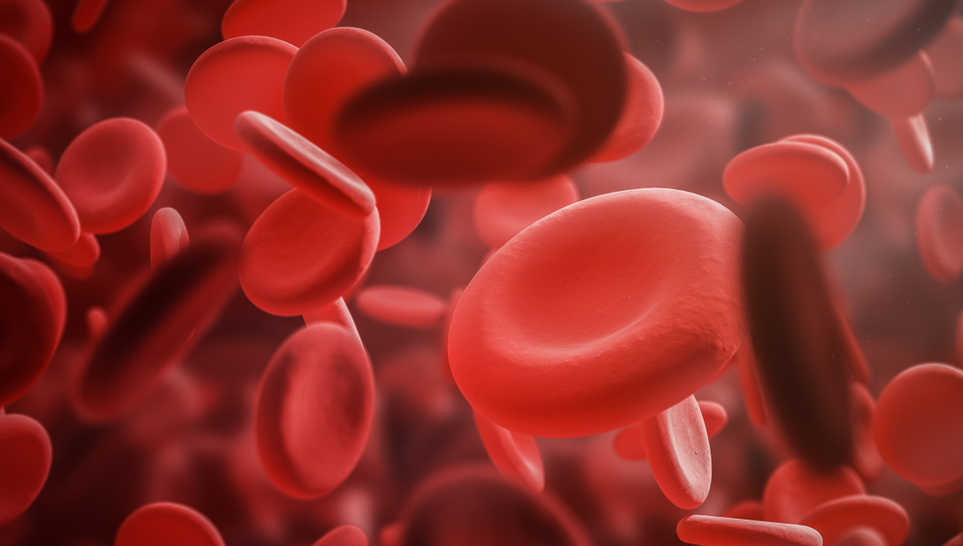 red blood cells